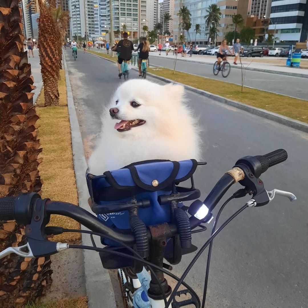 Lulu da Pomerânia (1)