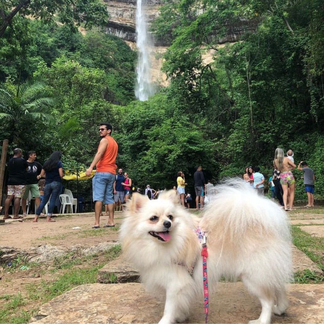Lulu da Pomerânia (10)