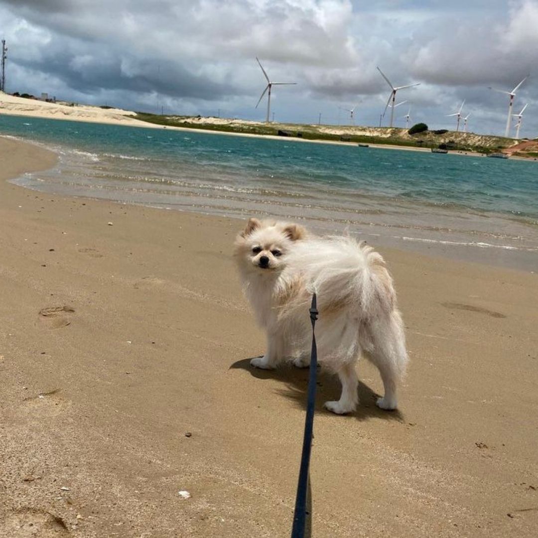Lulu da Pomerânia (11)