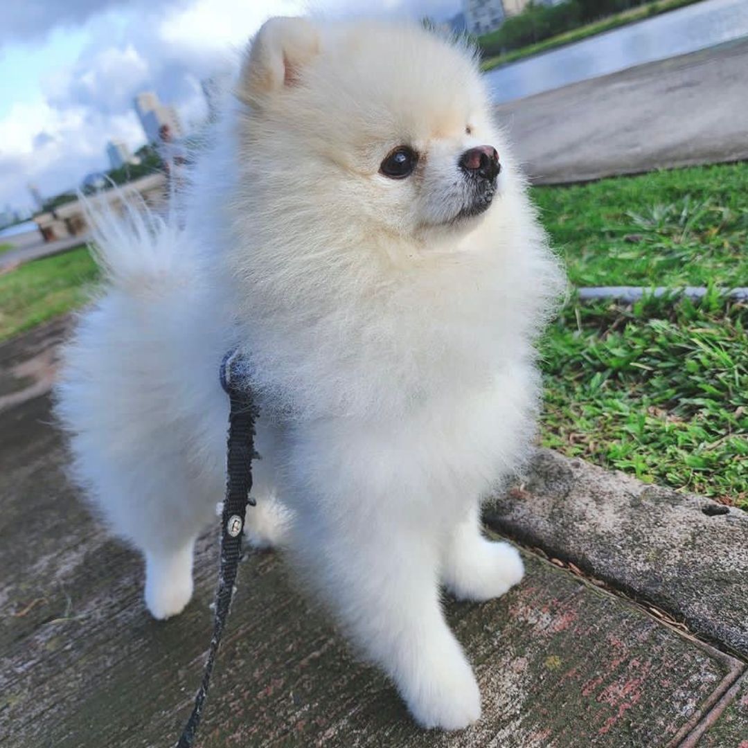 Lulu da Pomerânia (12)