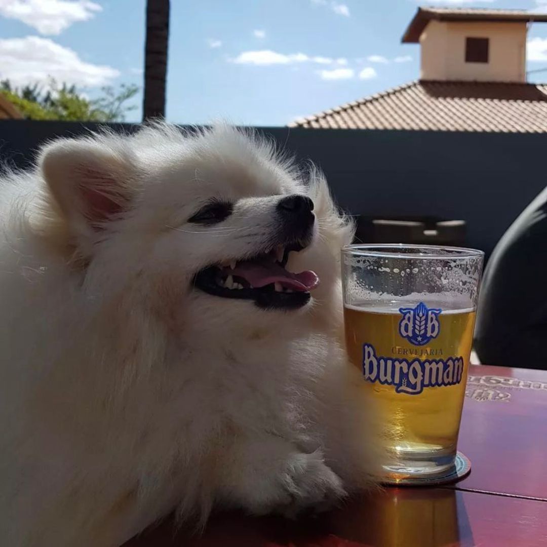 Lulu da Pomerânia (13)