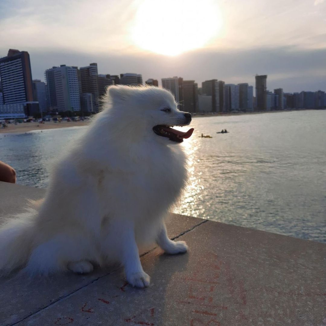Lulu da Pomerânia (14)