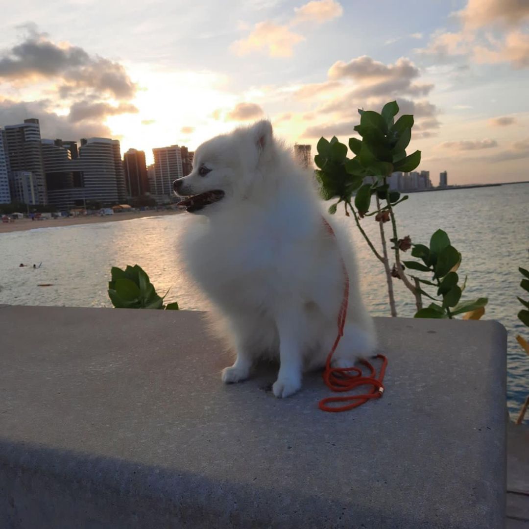 Lulu da Pomerânia (15)