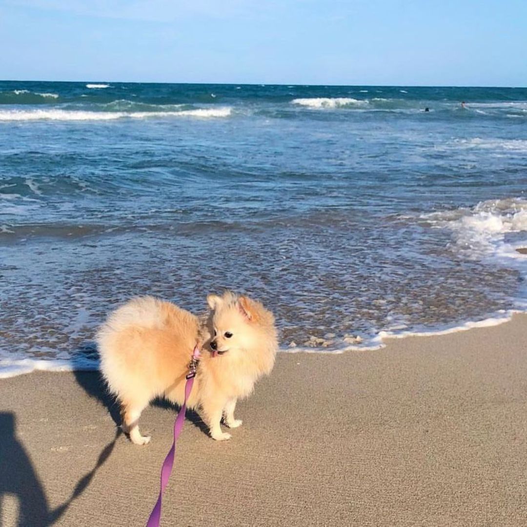 Lulu da Pomerânia (16)