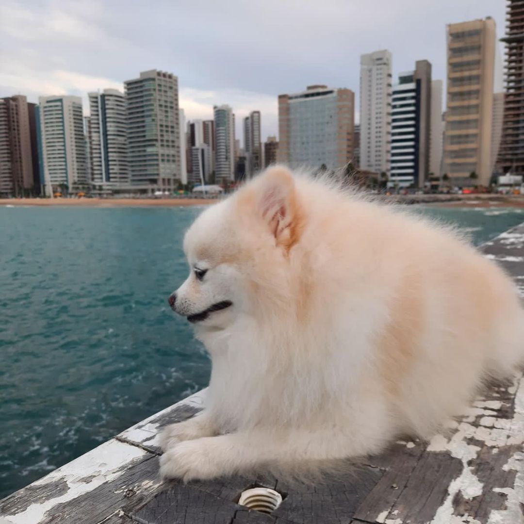 Lulu da Pomerânia (3)