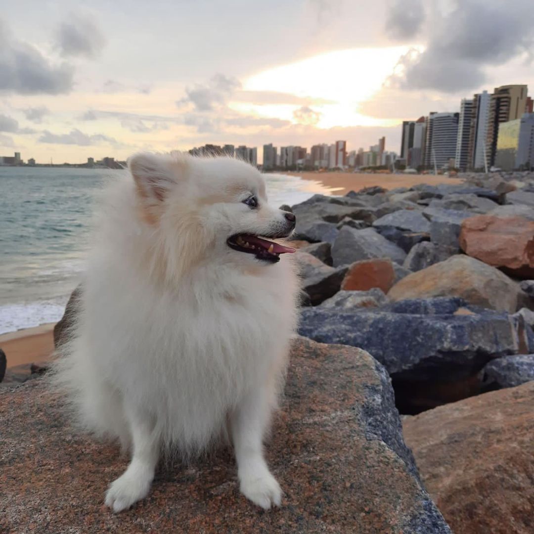 Lulu da Pomerânia (4)