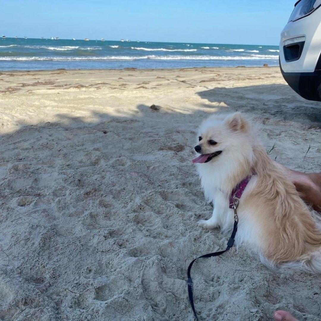 Lulu da Pomerânia (5)