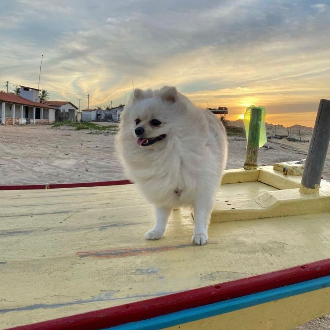Lulu da Pomerânia (6)