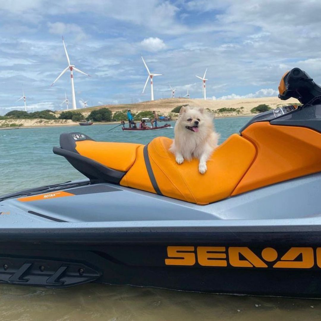 Lulu da Pomerânia (7)