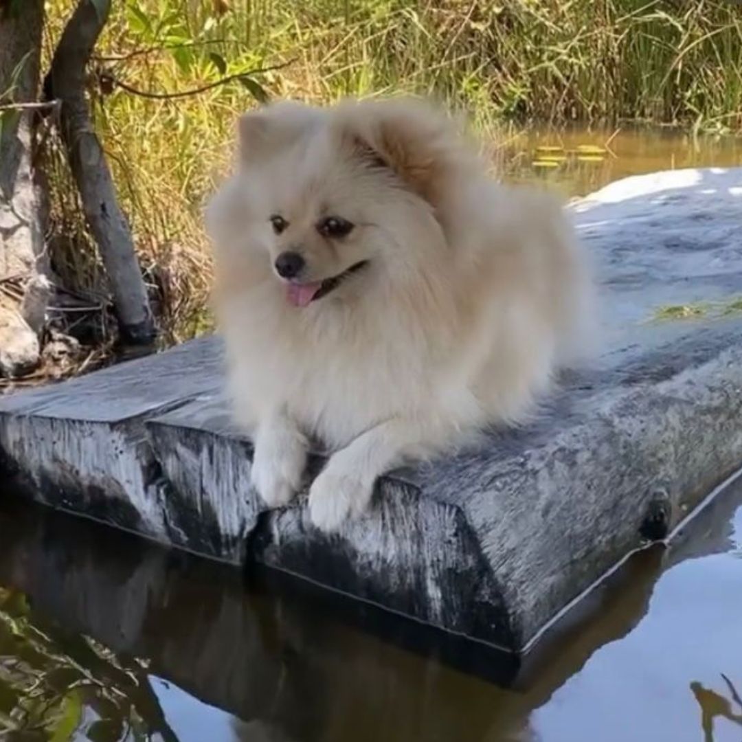 Lulu da Pomerânia (8)