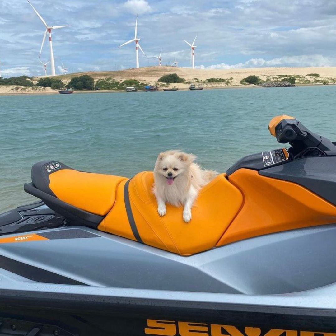 Lulu da Pomerânia (9)