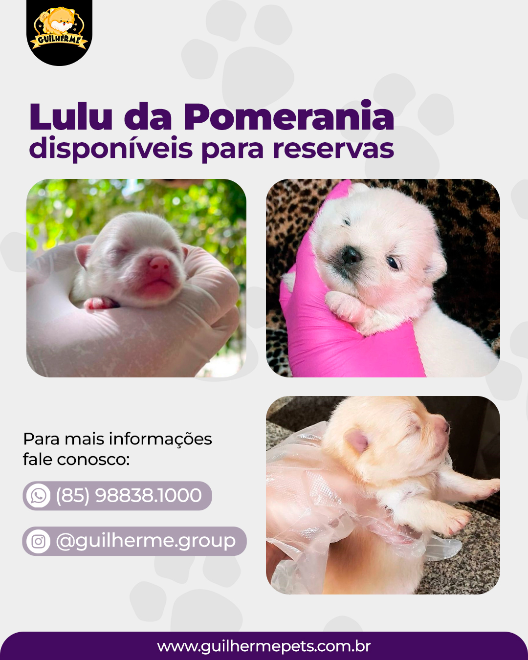 LULU DA POMERANIA