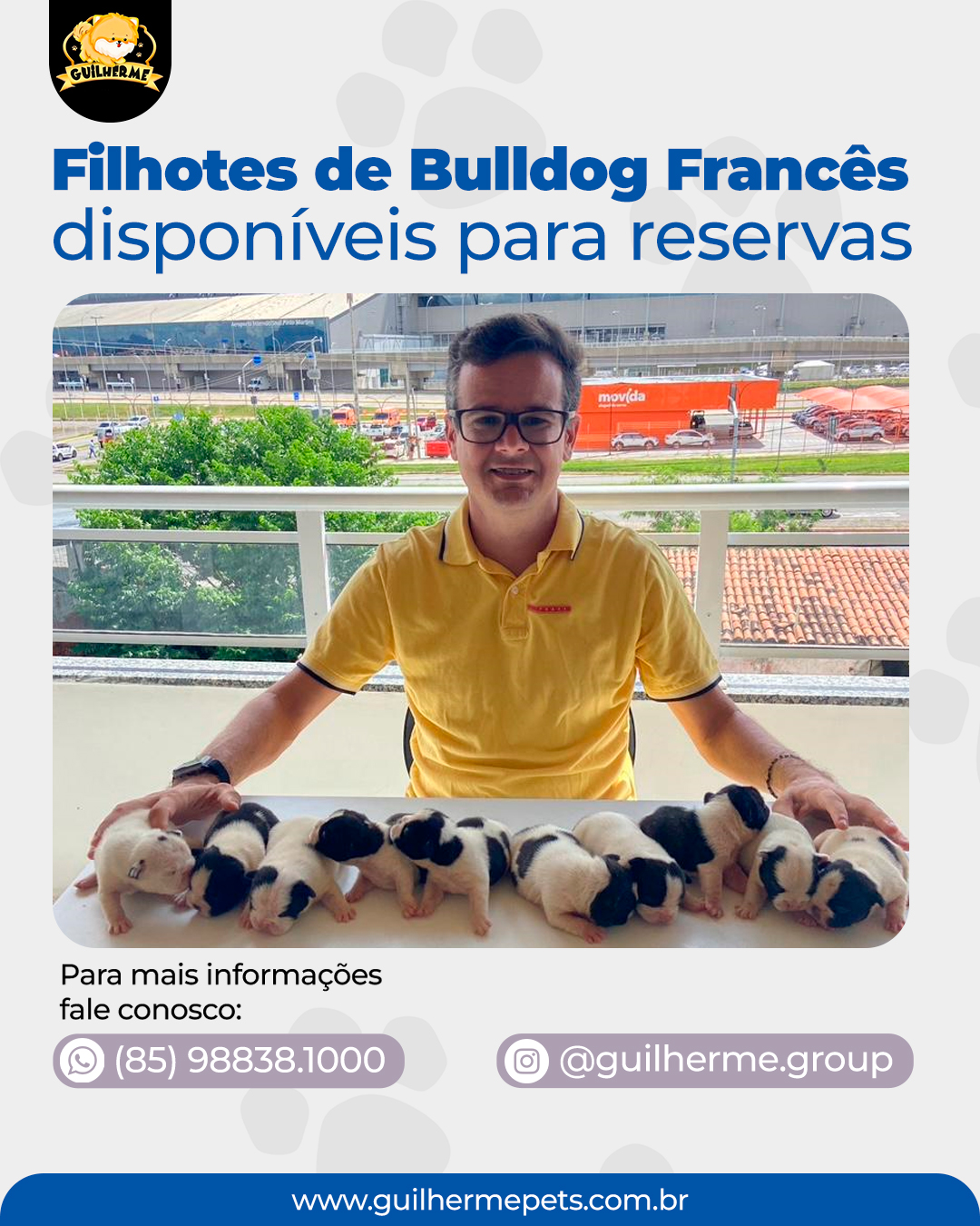 BULDOG FRANCES