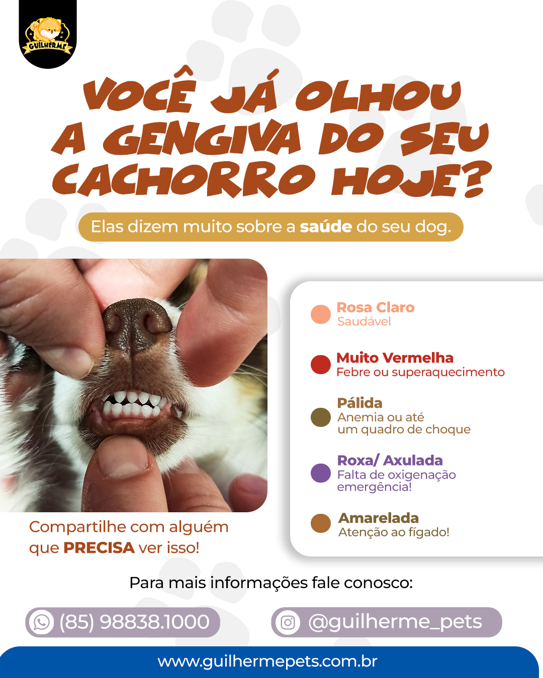 Gengiva do cachorro